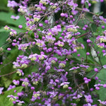 Thalictrum Flower Seeds – Heirloom, Non-GMO Seeds for Planting Delicate Airy Blooms for planting in home garden
