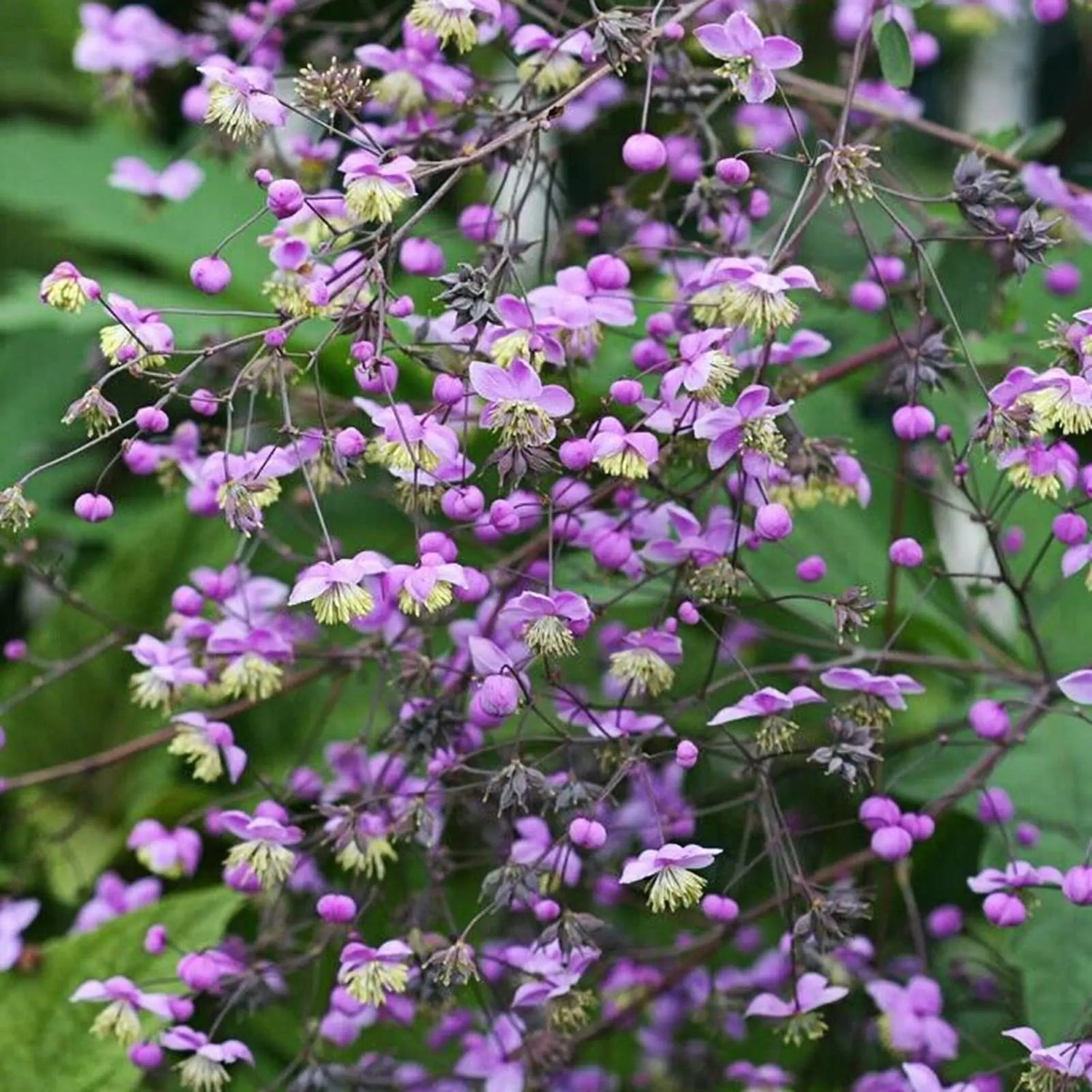 Thalictrum Flower Seeds – Heirloom, Non-GMO Seeds for Planting Delicate Airy Blooms for planting in home garden
