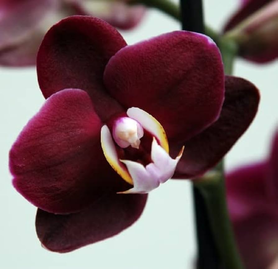 Maroon Butterfly Orchids Flower Seeds for Planting - 100 seeds for planting in home garden