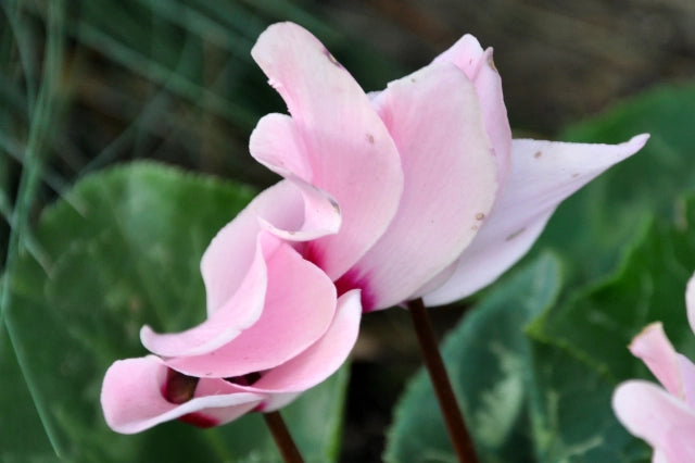 Heirloom Pale Pink Cyclamen Flower Seeds for Planting, Non-GMO seeds for planting in home garden