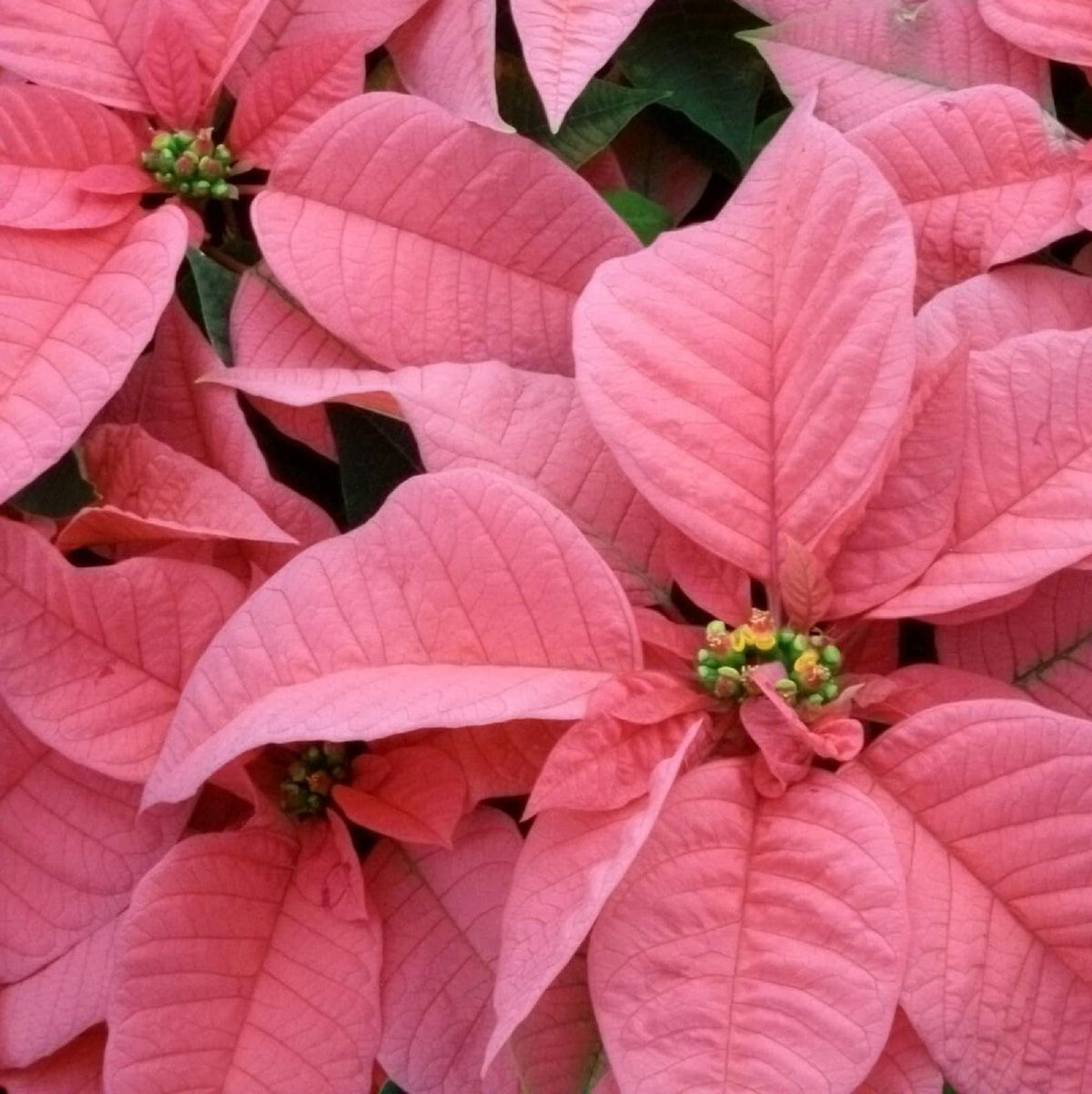 Heirloom Light Pink Euphorbia Pulcherrima Flower Seeds for Planting, Non-GMO seeds for planting in home garden