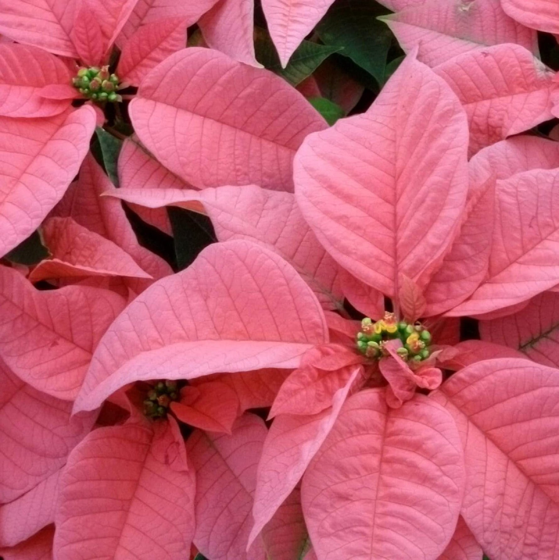Heirloom Light Pink Euphorbia Pulcherrima Flower Seeds for Planting, Non-GMO seeds for planting in home garden