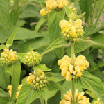 Sage Jerusalem Flower Seeds for planting in home garden