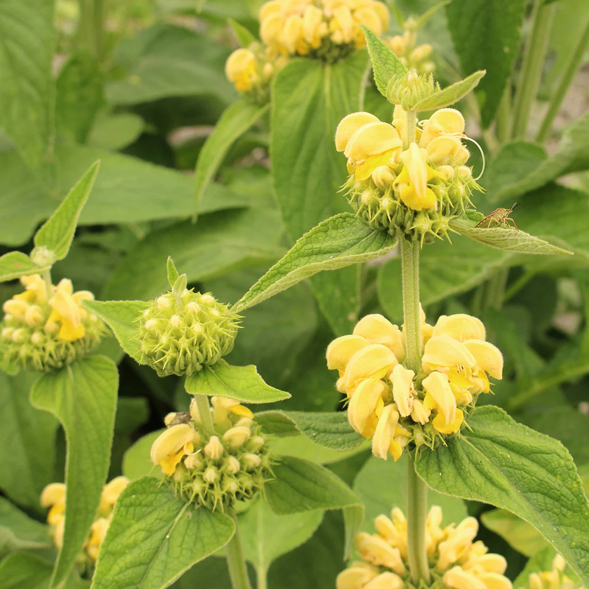 Sage Jerusalem Flower Seeds for planting in home garden