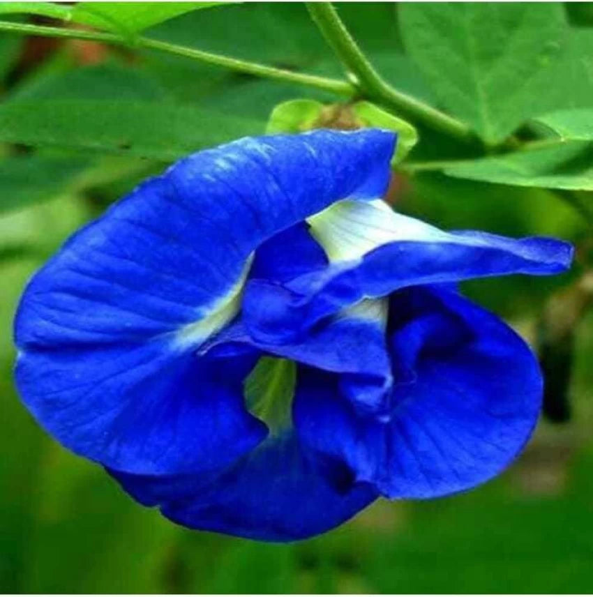 Blue Clitoria Flower Seeds for Planting - 100 seeds for planting in home garden
