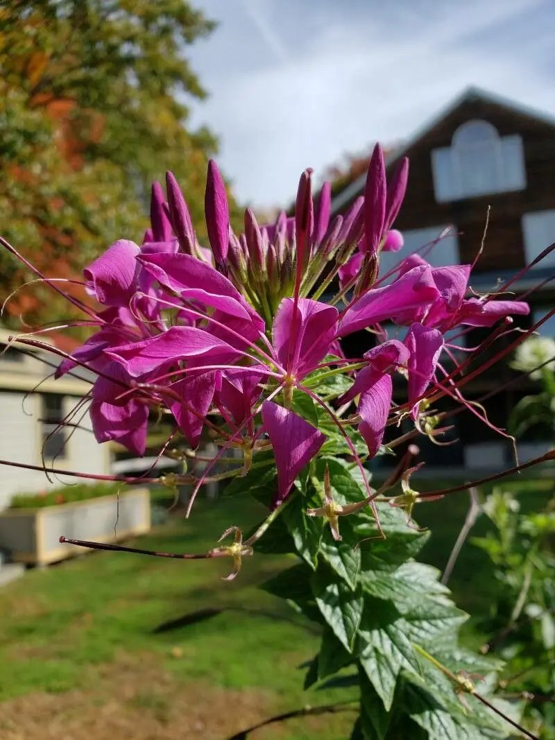 Purple Cleome Seeds for Planting - NON GMO Seeds seeds for planting in home garden