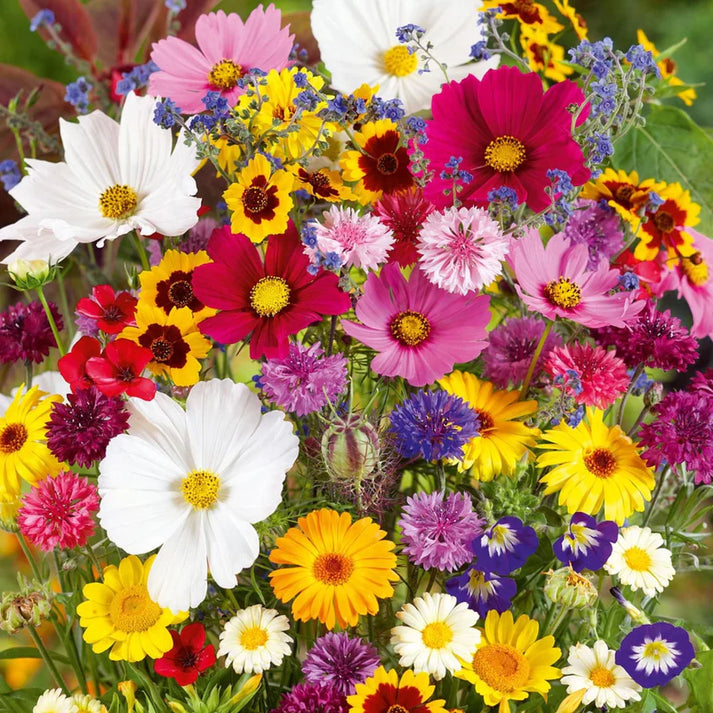 Micrantha Flower Seeds for Planting - 100 pcs for planting in your garden.
