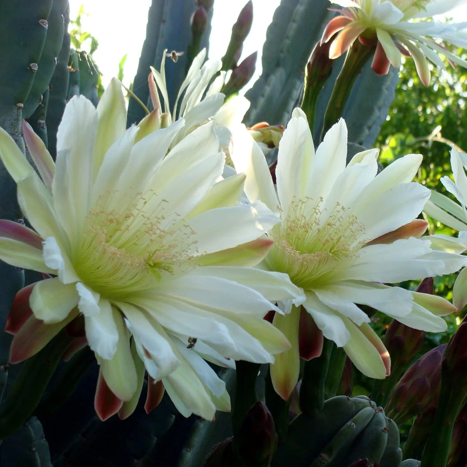 Cereus Flower Seeds for Planting, 100 seeds for planting in home garden