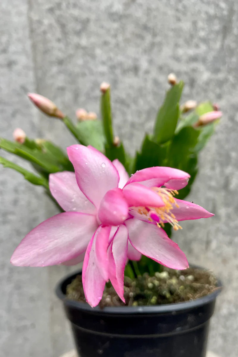 Pink Schlumbergera Flower Seeds for Planting, 100 seeds for planting in home garden