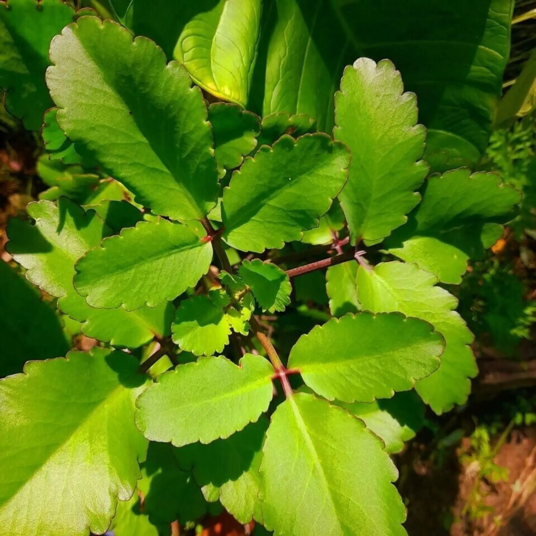 perennial-heirloom-non-gmo-kalanchoe-pinnata-seeds


