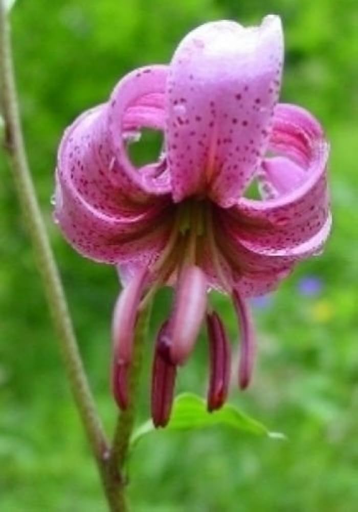 Organic Lilium Martagon Plant Seeds for Planting – Heirloom, Non-GMO