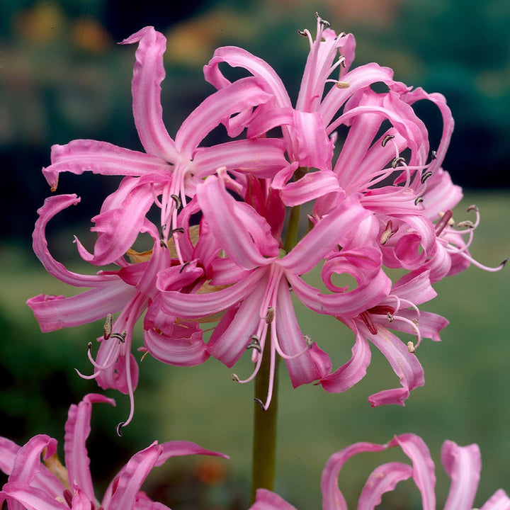 Pink Agapanthus Flower Seeds for Planting - 100