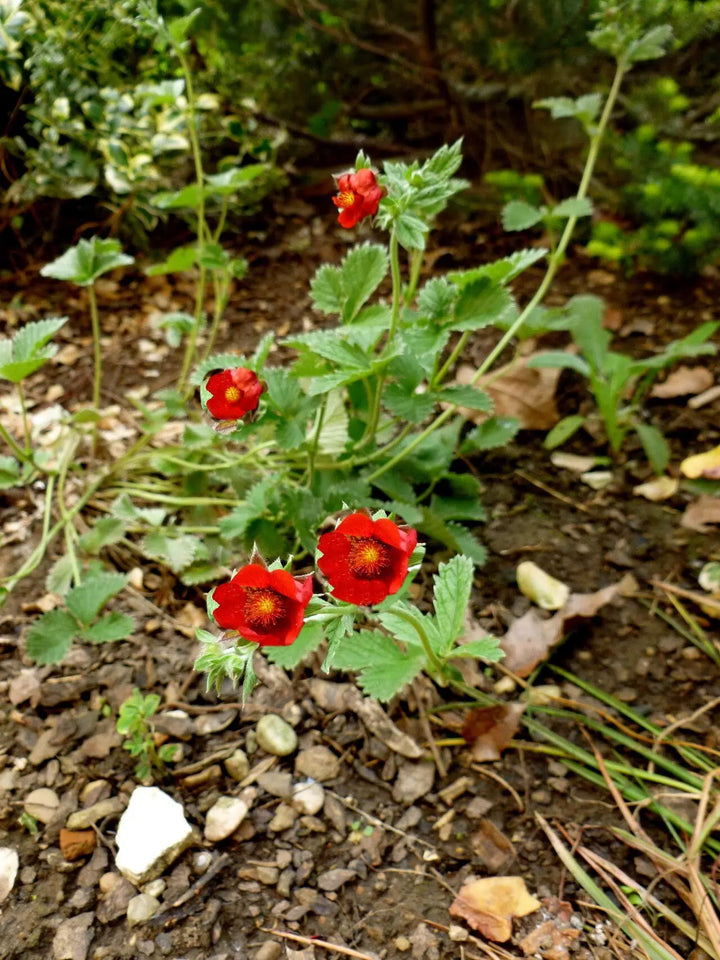 Potentilla Atrosanguinea - Red Flower Seeds for Planting - 100