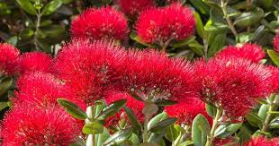 Red Pohutukawa Flower Seeds for Planting Dhara Seeds