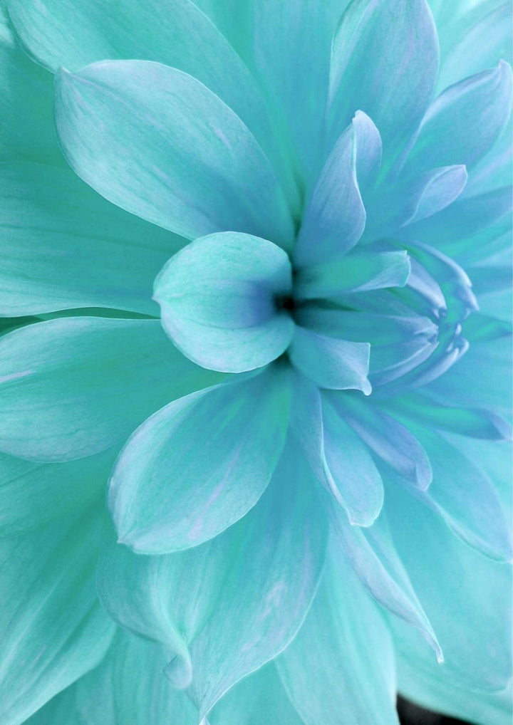 Sky Blue White Chrysanthemum Seeds – Heirloom, Non-GMO Flower Seeds for Garden Planting