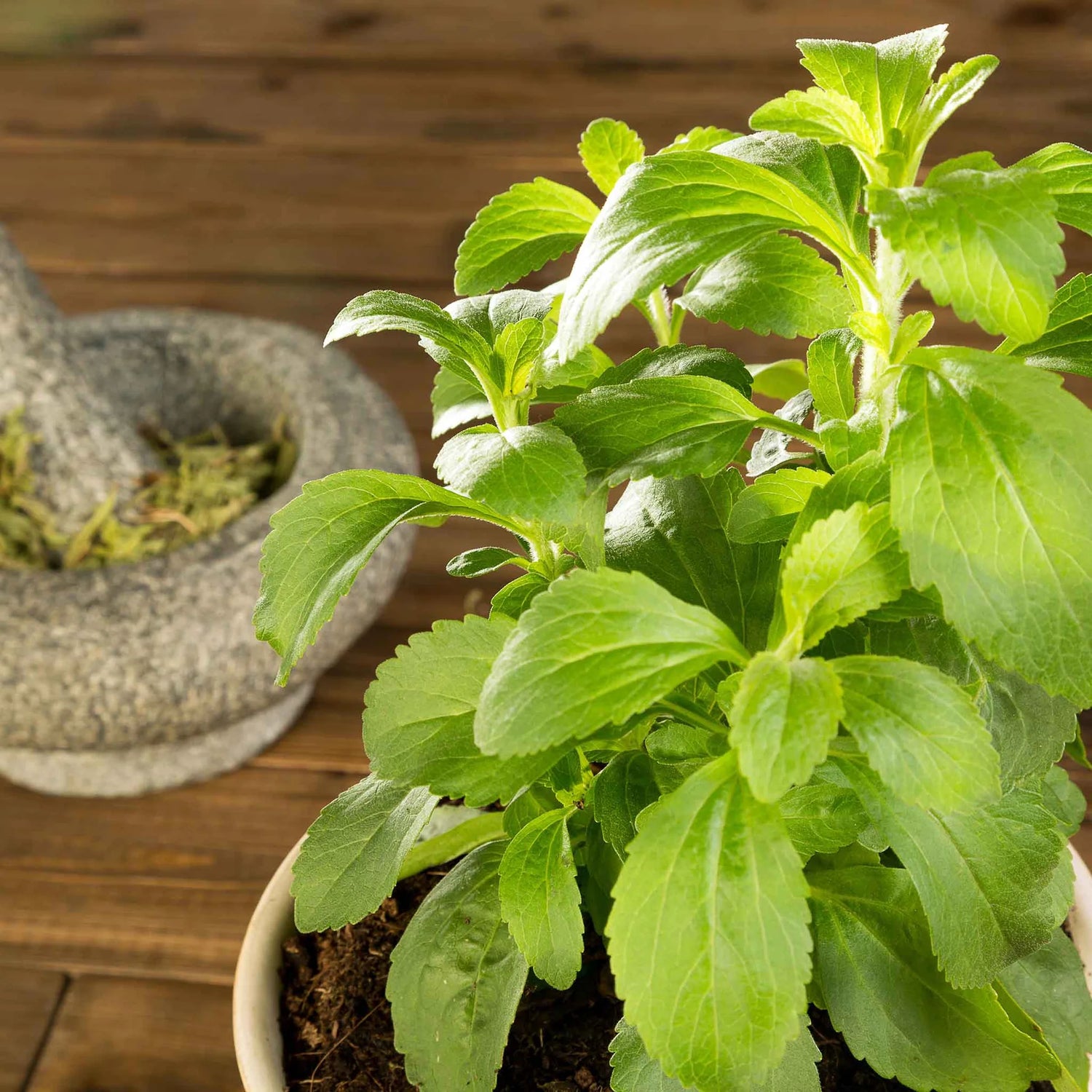 Bulk Sorrel Seeds