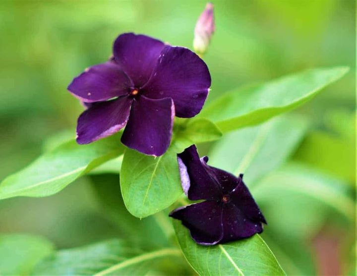 Purple Vinca Flower Seeds for Planting, 100