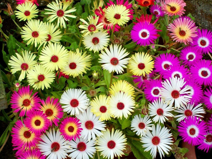 Ice Plant Mixed Flower Seeds for Planting – Organic, Heirloom, Non-GMO Seeds