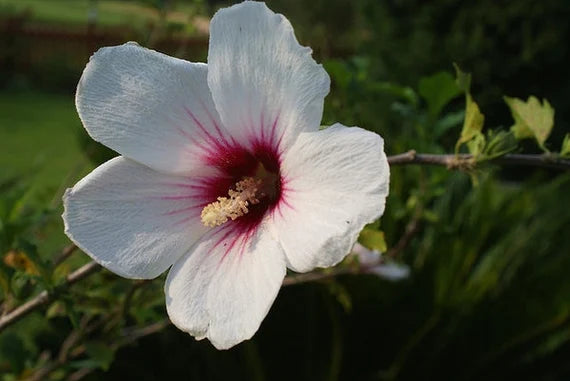 Syriacus Flower Seeds for Planting, 100