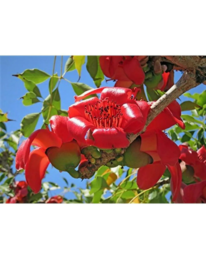 Ceiba Flower Seeds for Planting - 100