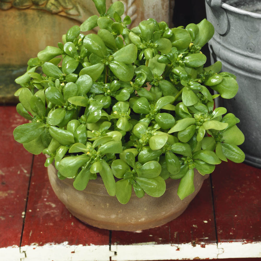 Goldberg Golden Purslane - Specialty Green Seed