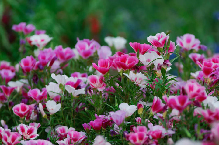 Pink White Clarkia Flower Seeds for Planting - 100