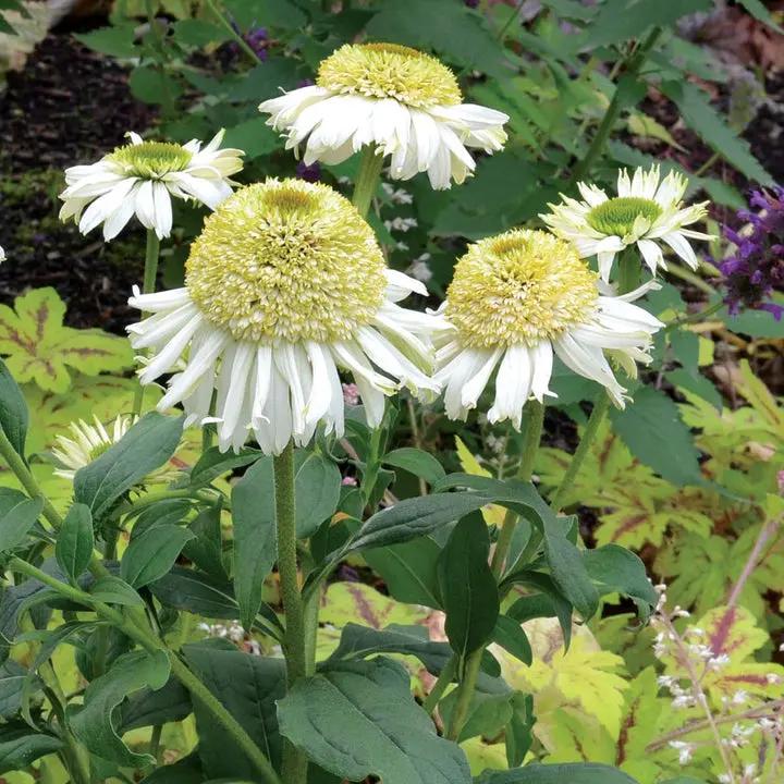 Vanilla Echinacea Flower Seeds for Planting - Heirloom, Non-GMO Seeds for Home Garden Dhara Seeds