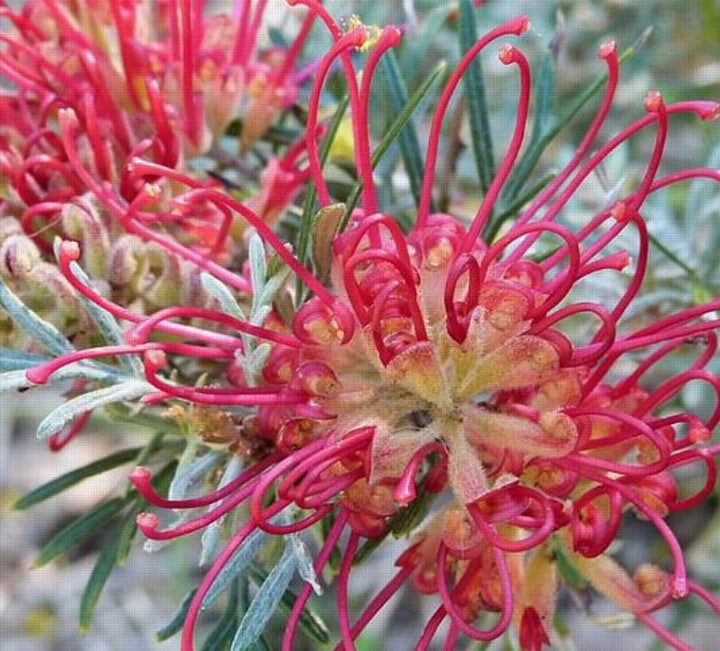 Mixed Grevillea Flower Seeds for Planting - 100
