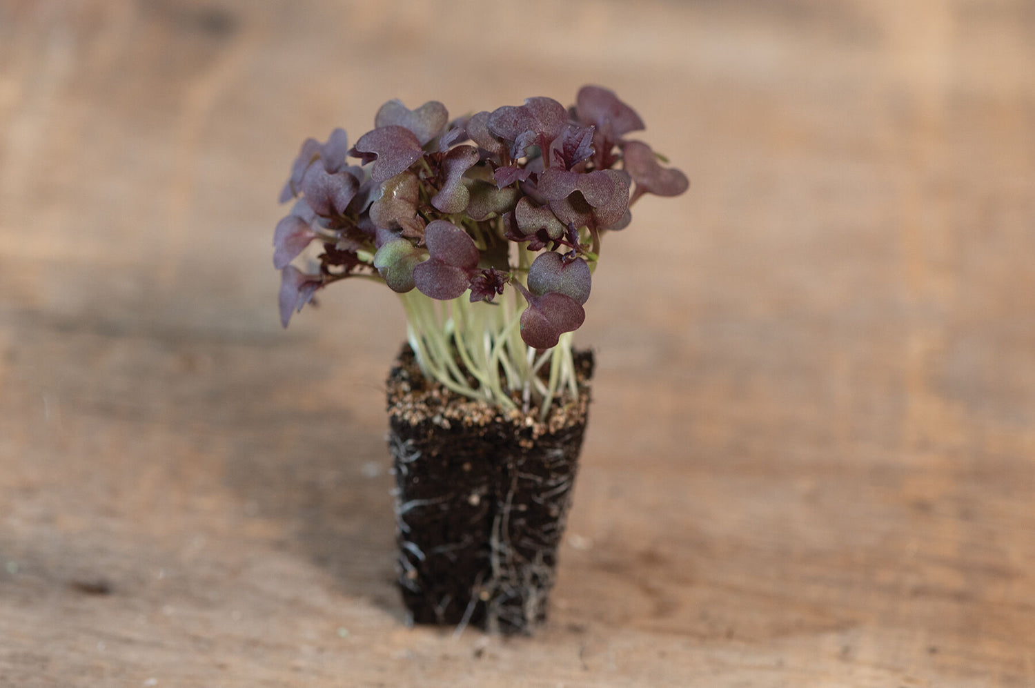 Mustard Miz America (F1) Microgreen Seed