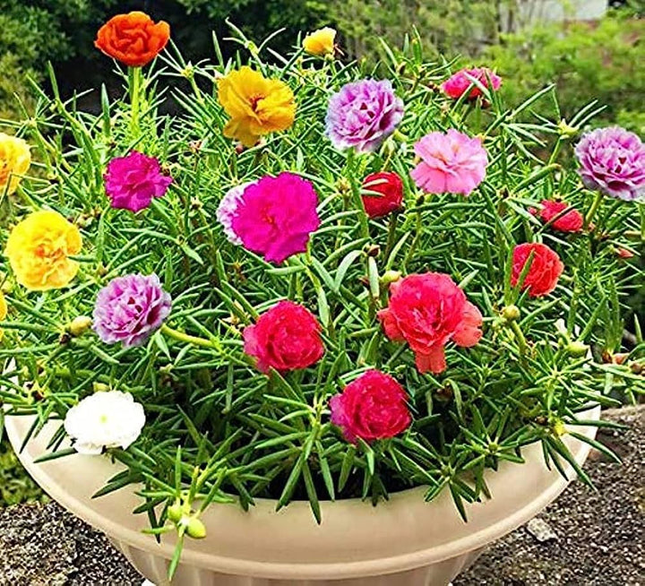 Mixed Portulaca Flower Seeds for Planting, 100