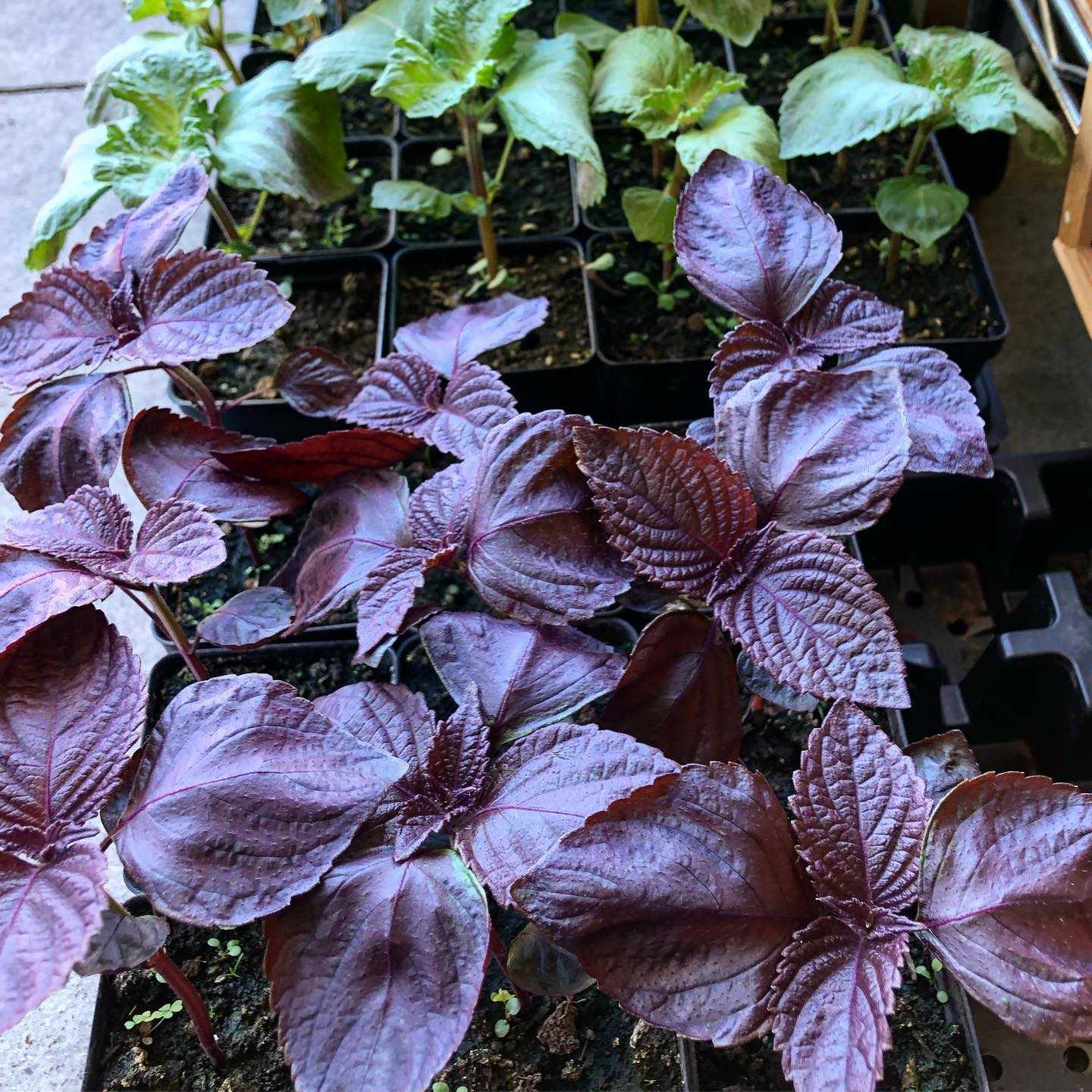 Red Shiso -  Herb Seed