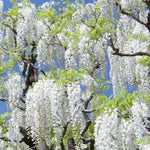 Heirloom Non-GMO White Wisteria Flower Seeds for Garden Planting – Cascading Fragrant Blooms Dhara Seeds