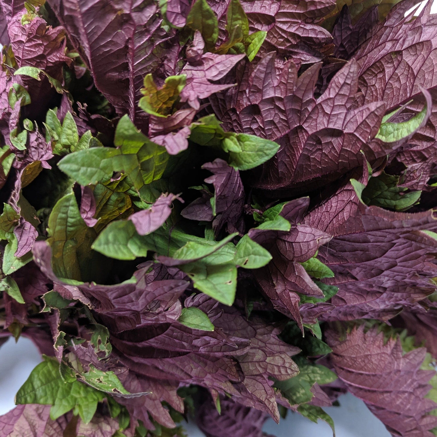 Britton - Shiso Seed