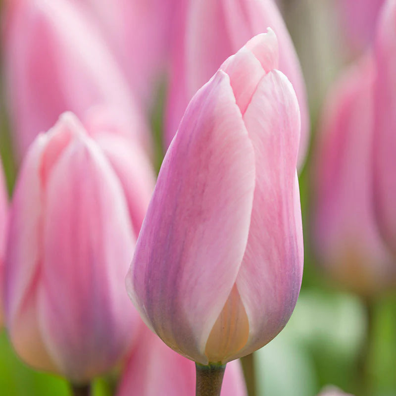 Baby Pink Tulip Flower Seeds for Planting – Heirloom, Non-GMO, Vibrant Blooms