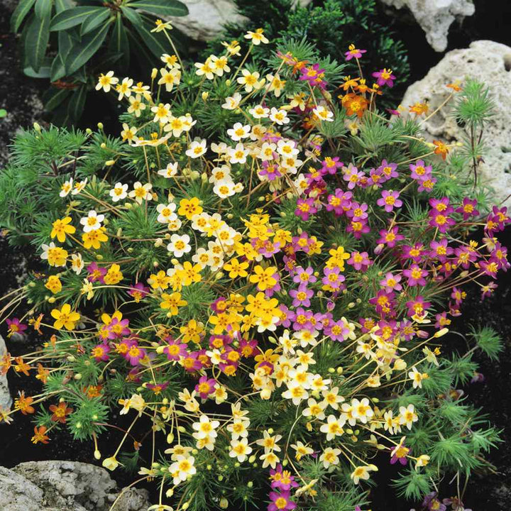 Mix Leptosiphon Flower Seeds for Planting - 100