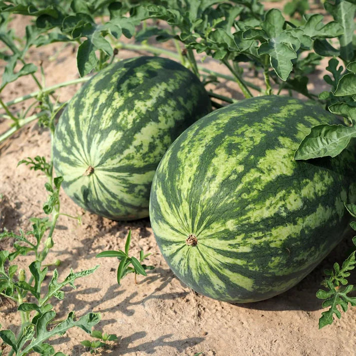 Red Watermelon Fruit Seeds - Perfect for Summer Harvest