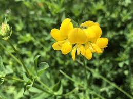 Birdsfoot Flower Seeds for Planting - 100