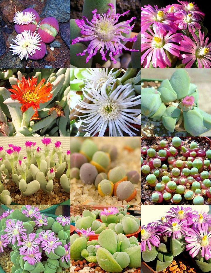 Mixed Gibbaeum Plant Seeds for Planting - 100