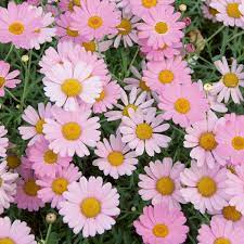 Pink Yellow Leucanthemum Seeds for Planting - NON GMO Seeds Dhara Seeds