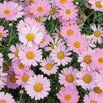 Pink Yellow Leucanthemum Seeds for Planting - NON GMO Seeds Dhara Seeds