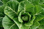 Green Collard Greens Plant Seeds for Planting NON GMO Seeds Dhara Seeds