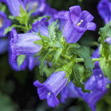 Heirloom Non-GMO Blue Abutilon Striatum Flower Seeds for Planting