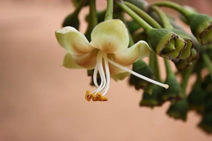 Pentandra Flower Seeds for Planting - 100