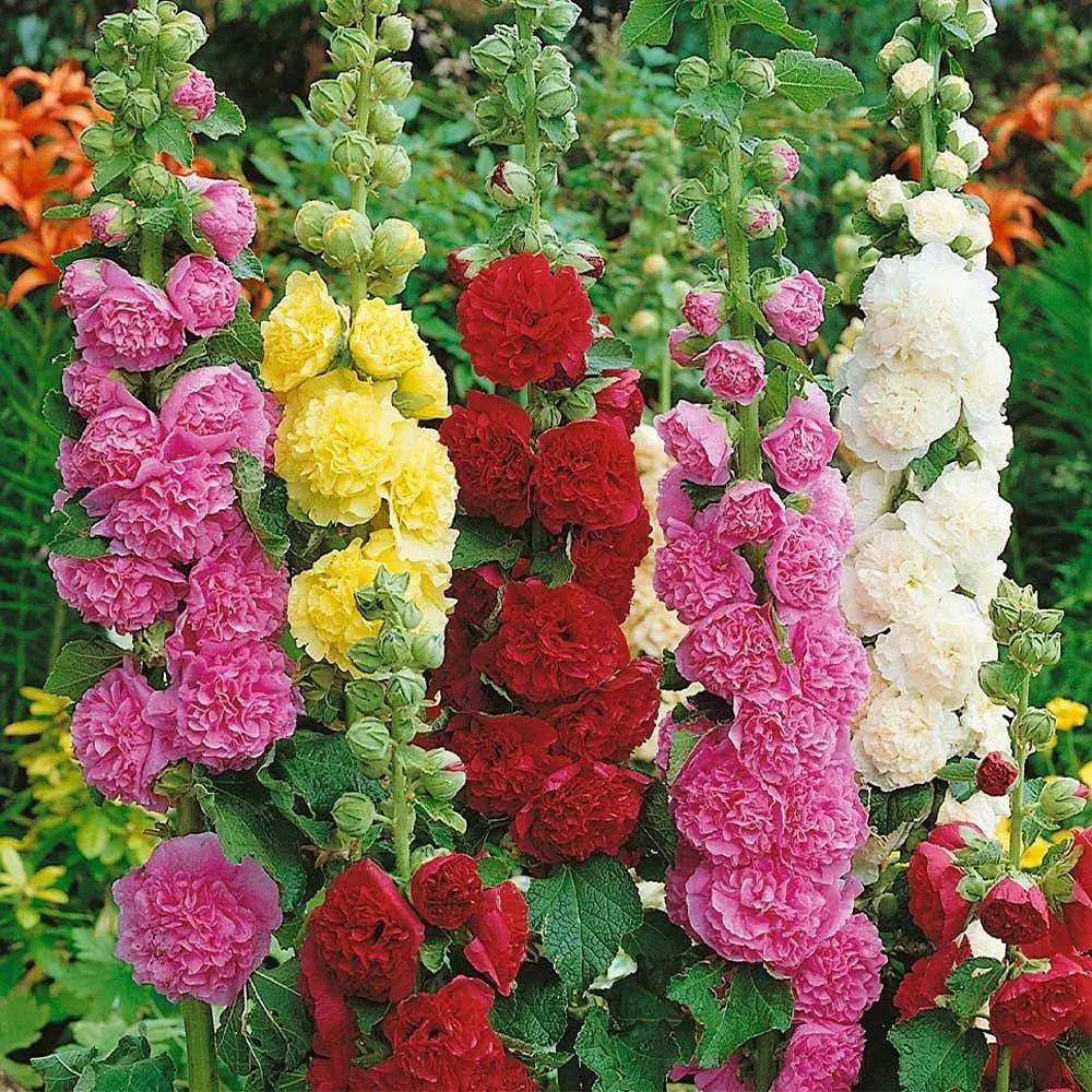 Mix Hollyhock Flower Seeds for Planting - NON GMO Seeds Dhara Seeds