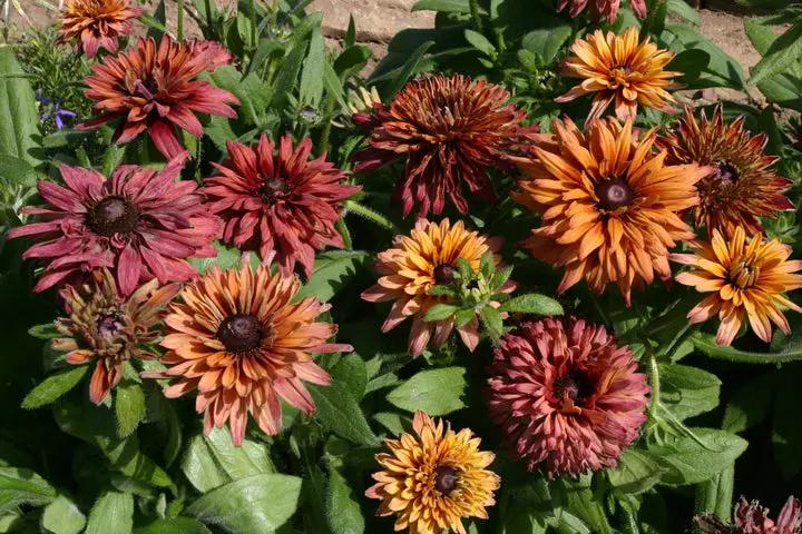 Rudbeckia Sahara Seeds for Planting - NON GMO Seeds Dhara Seeds