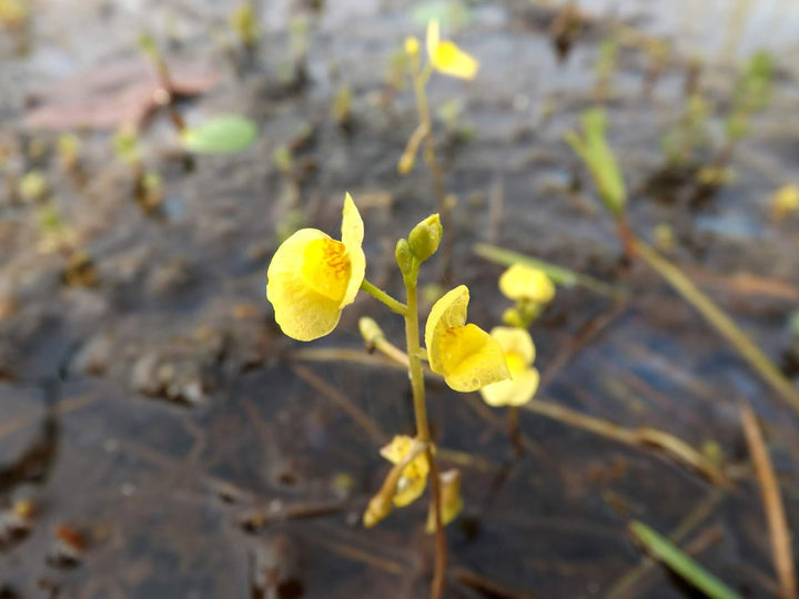Yellow Utricularia Flower Seeds for Planting - 100