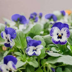 Heirloom Non-GMO Viola Purple White Flower Seeds for Planting – Decorative Blooming Flower Seeds Dhara Seeds