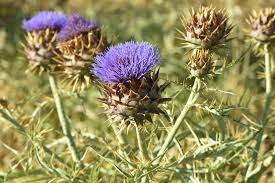 Violet Cardunculus Flower Seeds for Planting NON GMO Seeds Dhara Seeds
