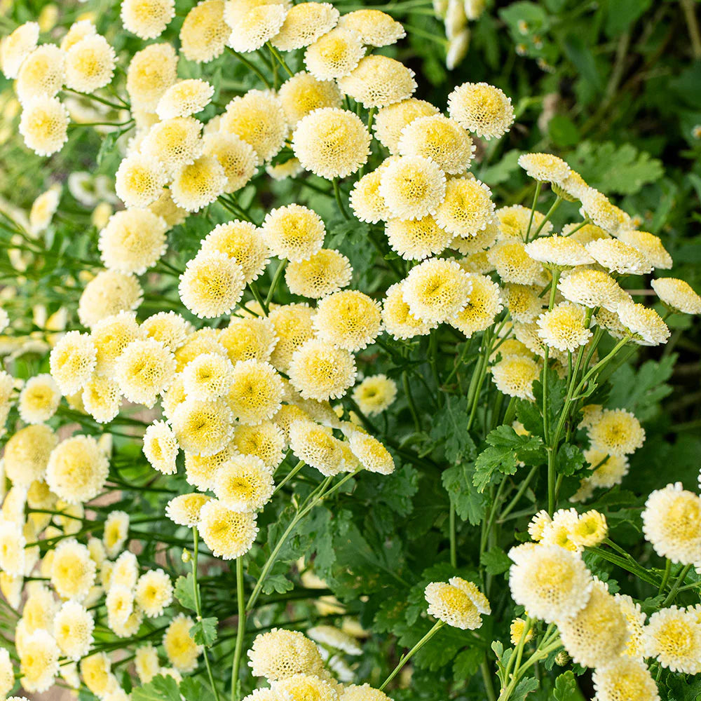 Feverfew Magic Lime Green Seeds