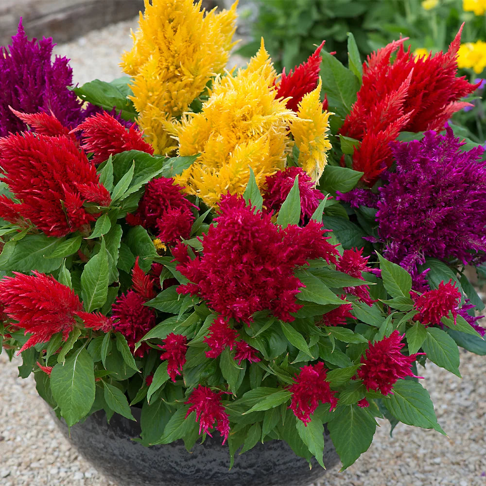 Celosia Seeds - First Flame Mix